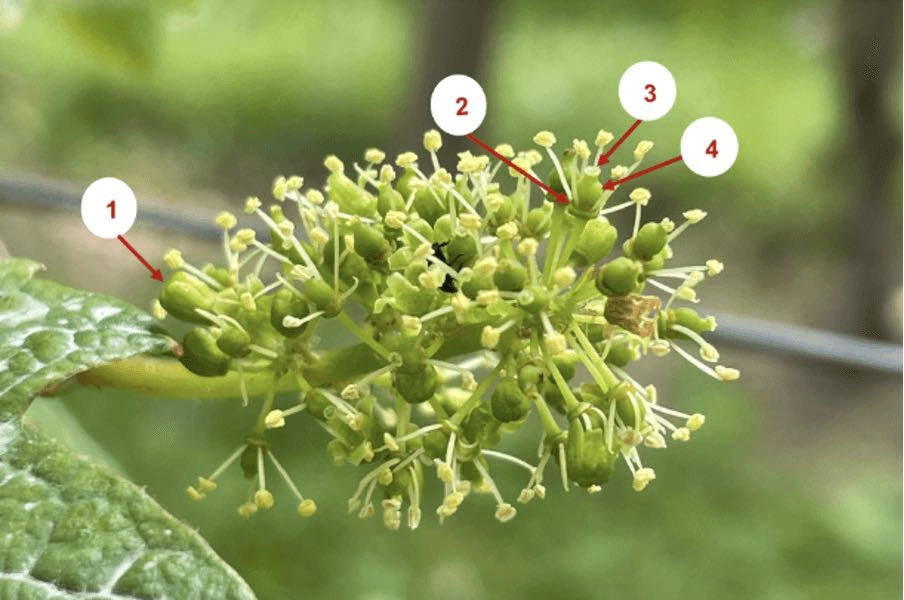 Blütenkäppchen Weinrebe