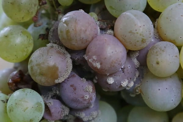 botrytis cinerea der weinrebe