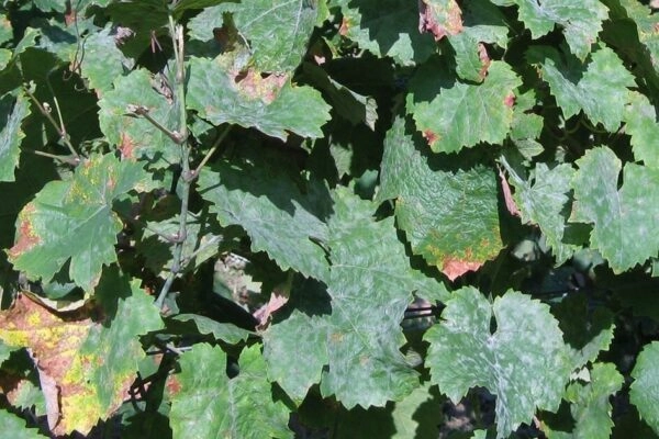 Echter Mehltau der Weinrebe (Oidium)