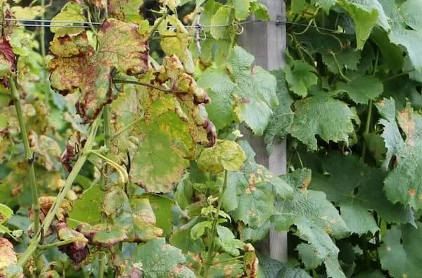 Peronospora, Falscher Mehltau der Weinrebe